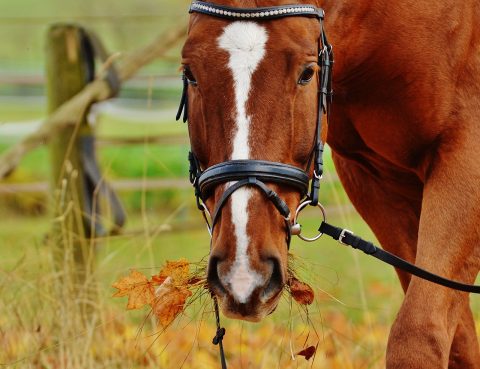 cheval attaché