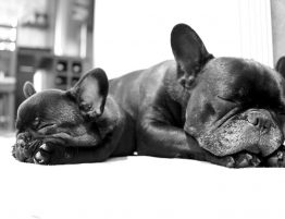 chiens qui dorment